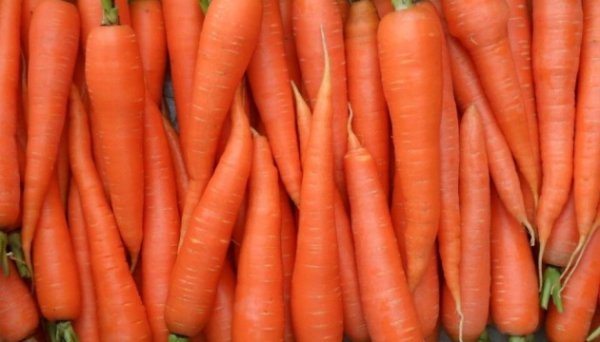 Ціна на моркву в грудні продовжує зростати