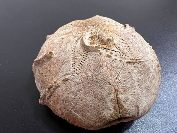 Customs did not allow the sea urchin shell to be sent to the USA: its age is 165 million years old 