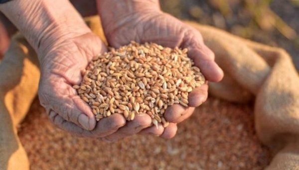 Україна вже експортувала майже 18 мільйонів тонн зернових