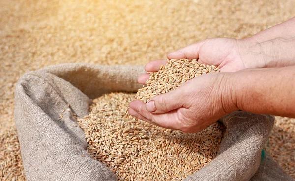The Baltic countries support a ban on imports of Russian and Belarusian grain to the EU