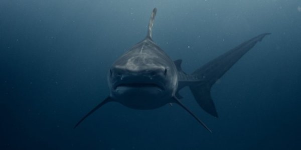 Running away is a bad idea: the diver explained how to act when meeting a shark 