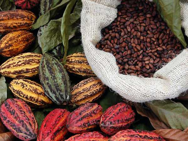 Cocoa bean prices have reached their maximum since 1977 