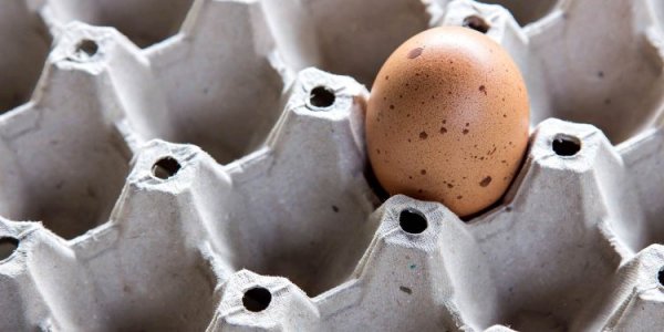 The cost of the “golden product” has changed sharply in Ukraine: what are the prices for eggs in February