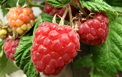  Prices are breaking records: how much does raspberry cost in Ukraine 