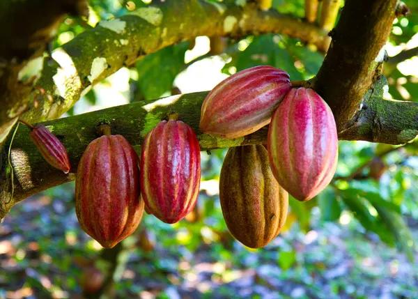 Cocoa prices in London hit a historical high 