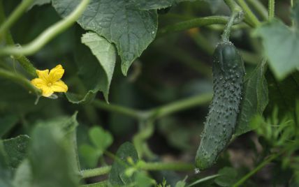  Cucumbers have rapidly fallen in price in Ukraine 