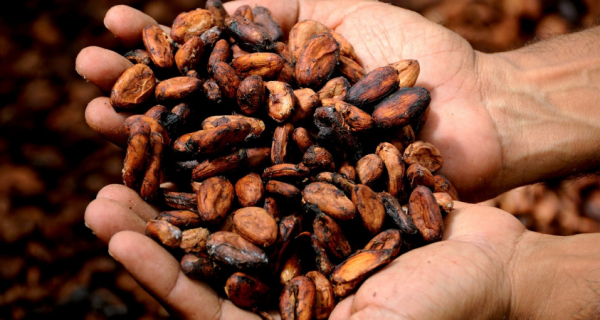Cocoa prices reached a new record 