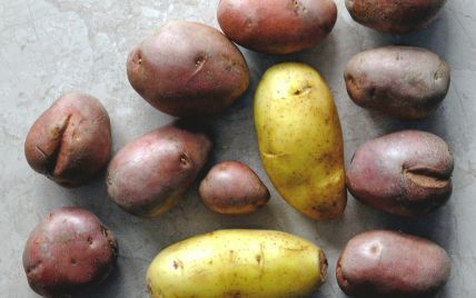  Potatoes in Ukraine are rapidly getting cheaper: what is the price now 