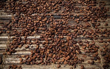  The most biggest drop in 65 years: cocoa prices plummet 