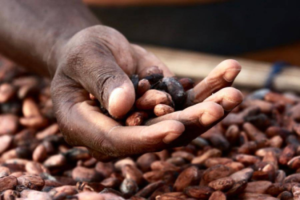 Cocoa prices on the world market fell over the week by almost a 65-year record 28% 