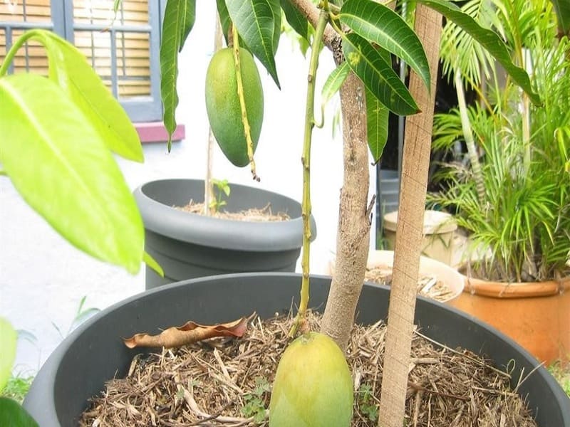 Mango can be grown at home from a seed: step-by-step instructions