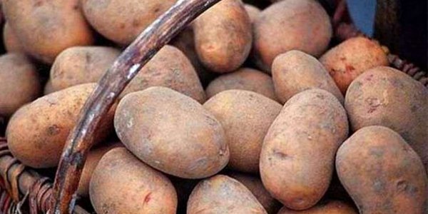 Analyst told under what conditions prices for potatoes will decrease in Ukraine