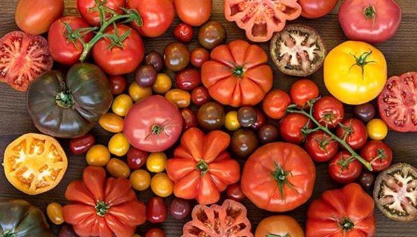 Prices for imported tomatoes have decreased in Ukraine