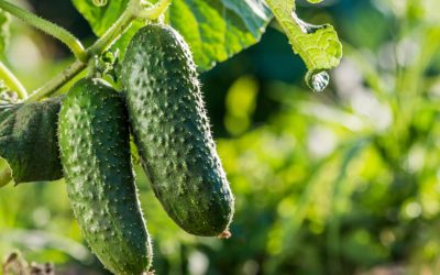 Learn how to grow cucumbers in open ground: tips, care, and tricks for a bountiful harvest.