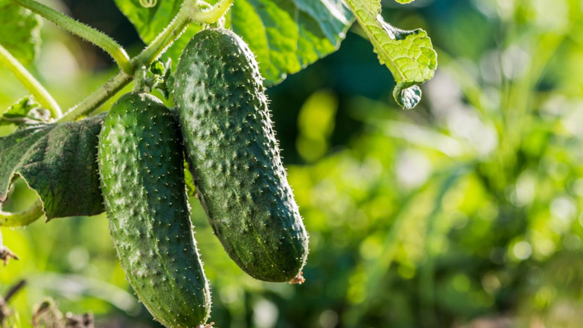 Learn how to grow cucumbers in open ground: tips, care, and tricks for a bountiful harvest.