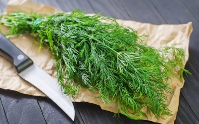 Learn when and how to plant dill to get a rich, fragrant harvest. Step-by-step instructions, timing, care tips — all in one detailed guide.
