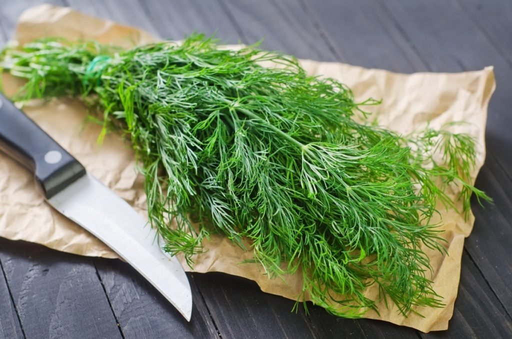 Learn when and how to plant dill to get a rich, fragrant harvest. Step-by-step instructions, timing, care tips — all in one detailed guide.
