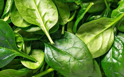 Learn how to properly plant spinach to get a rich and healthy harvest. A detailed guide for beginners and experienced gardeners.