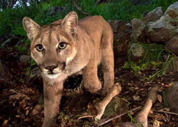 A rare mountain lion attack in Colorado claims a woman’s life; two lions were euthanized, and wildlife officials investigate the deadly incident.
