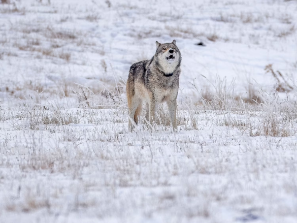 Yellowstone wolf 1478F, likely future Junction Butte alpha, was illegally killed on Christmas Day outside park boundaries, sparking investigation and $30,000 reward.