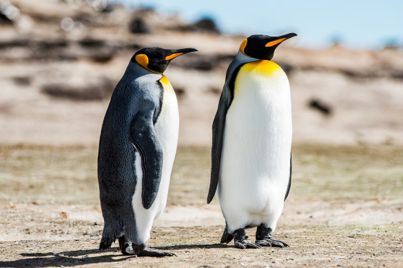 Emperor penguin and Antarctic fur seal populations collapse in 2026. IUCN Red List warns that climate change and ice loss are driving polar species to extinction.