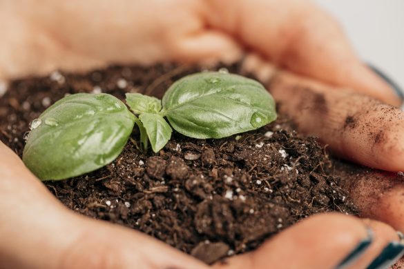 US planting calendar for May 2026 offers the best dates for gardening success. Learn when to sow vegetables, manage soil, and follow lunar cycles in the USA.