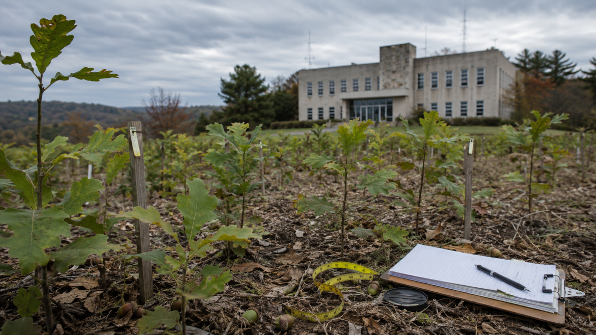 USDA Forest Service cuts threaten Baltimore white oak research, bourbon supply chains and long-term eastern forest data.