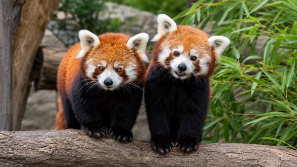 Maryland Zoo red pandas debut June 13 in Baltimore after 1 year of construction, with 2 female animals in a new Main Valley habitat.
