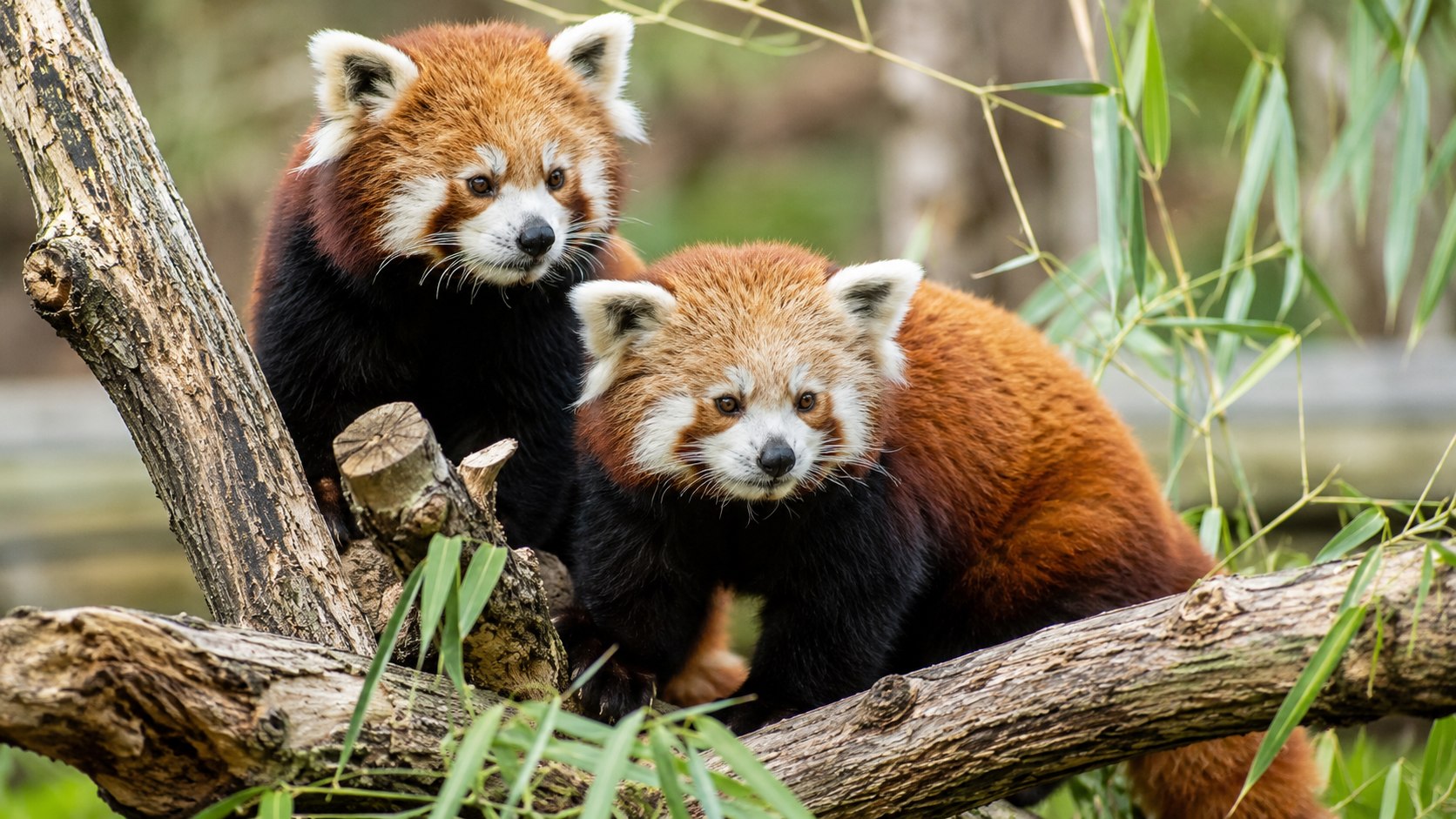 Maryland Zoo red pandas debut in Baltimore with new Main Valley habitat