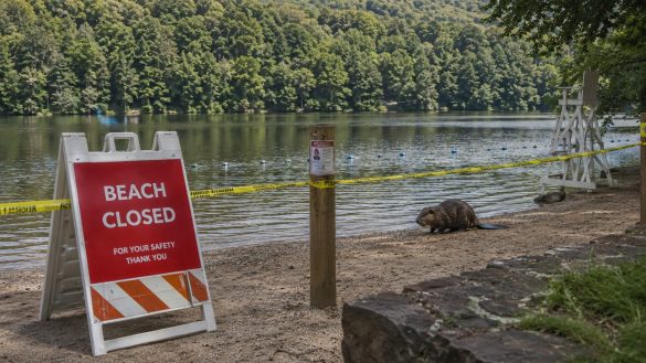 Rabid beaver bite closes Cunningham Falls swimming beach after a 13-year-old boy is injured and the animal tests positive for rabies.