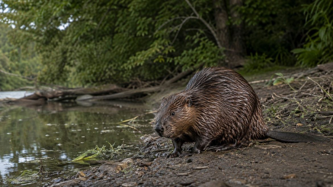 Rabid beaver at Seneca Creek State Park tested positive after a 10-year-old girl was attacked, while Maryland officials continue searching the area.