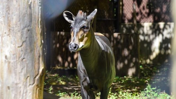 Maryland Zoo welcomes Astrid, a 9-year-old yellow-backed duiker from Dallas Zoo who will share her Baltimore habitat with okapi Askari.