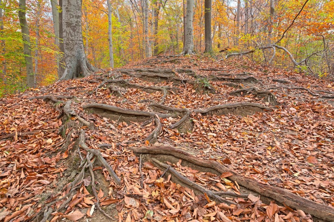 Fall leaves cover a trail in Patapsco Valley State Park near Baltimore