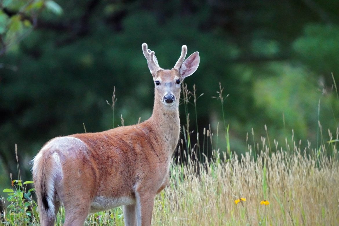 Young white-tailed deer buck standing in tall grass at the edge of a forest
